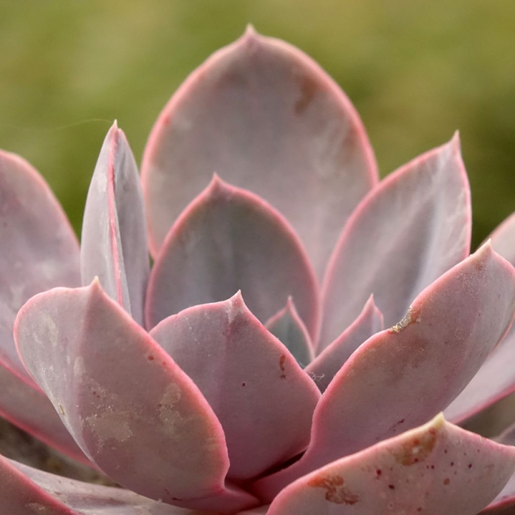 Mehiruusukkee Perle Von Nürnberg