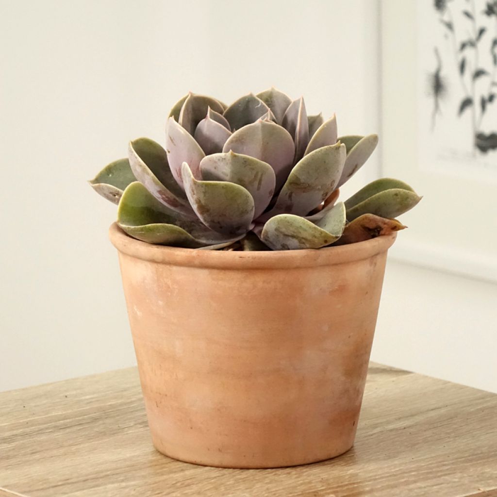 Mehiruusukkee Perle Von Nürnberg