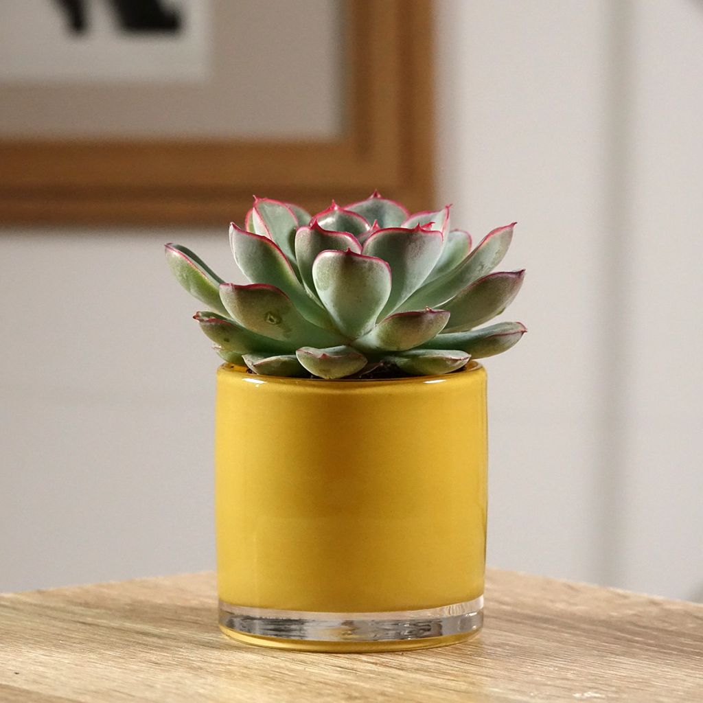 Mehiruusukkee - Echeveria pulidonis