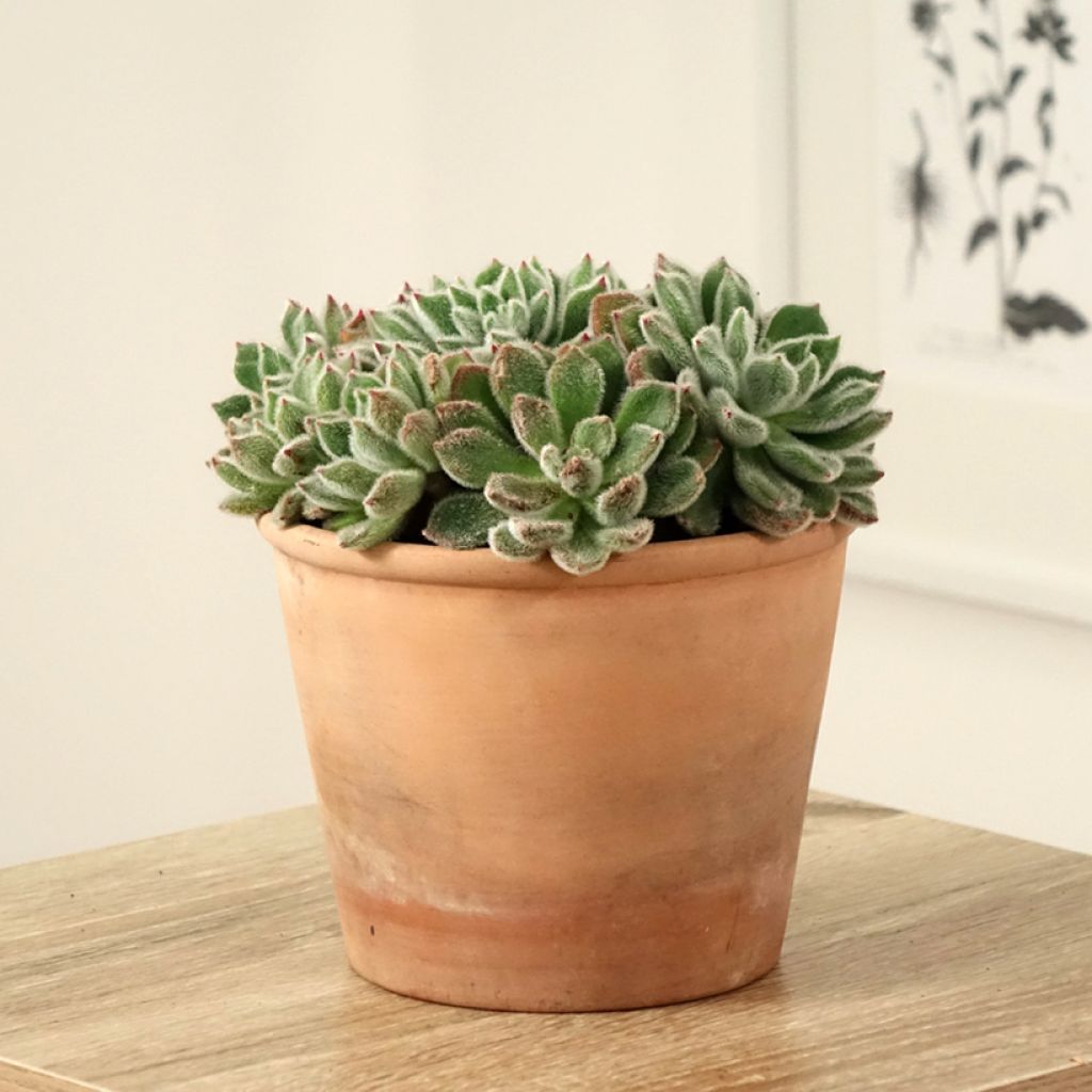 Nukkamehiruusuke - Echeveria setosa