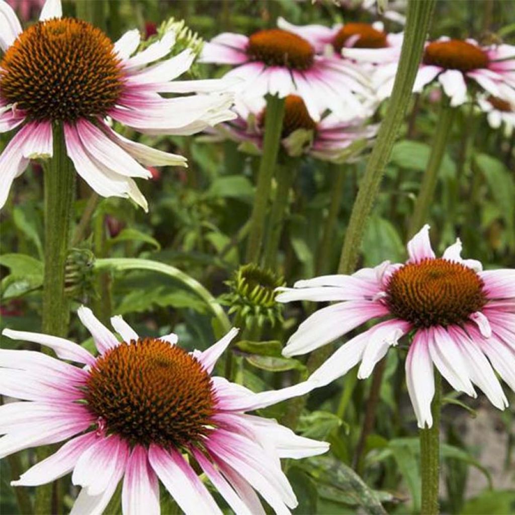 Kaunopunahattu Funky White