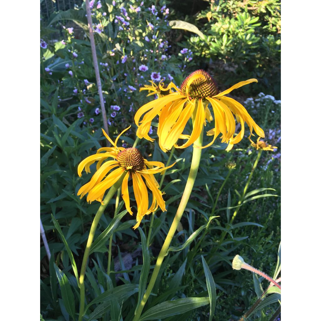 Punahattu - Echinacea paradoxa