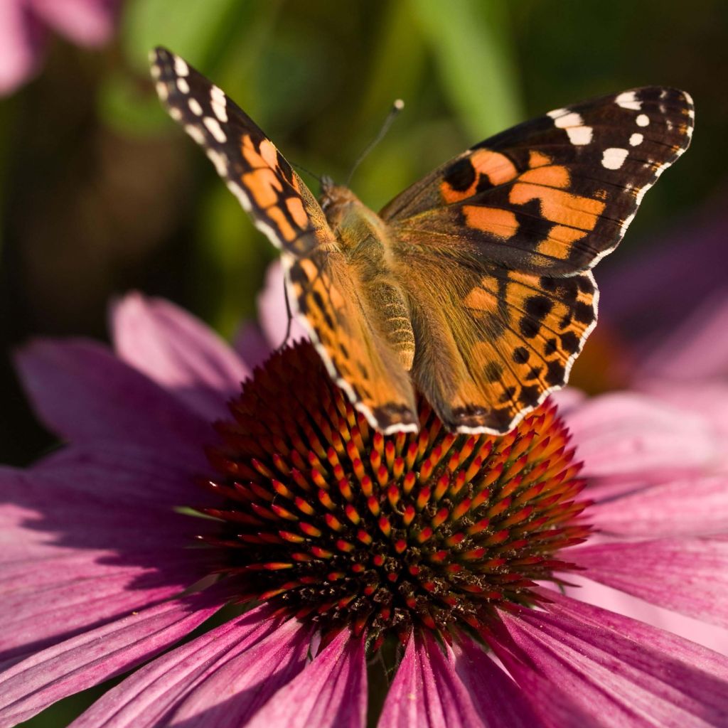 Kaunopunahattu purppura - Echinacea purpurea
