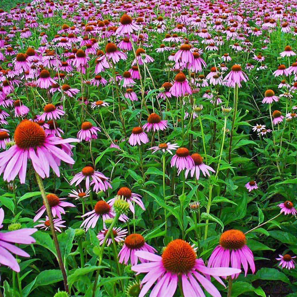 Kaunopunahattu purppura - Echinacea purpurea