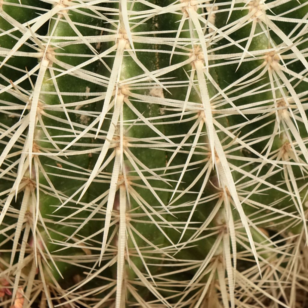 Kultasiilikaktus - Echinocactus grusonii var. albispinus