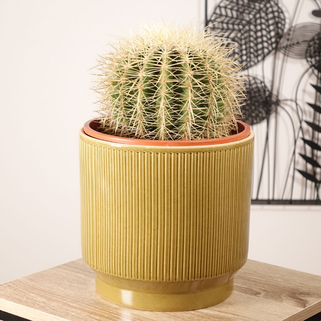 Kultasiilikaktus - Echinocactus grusonii var. albispinus