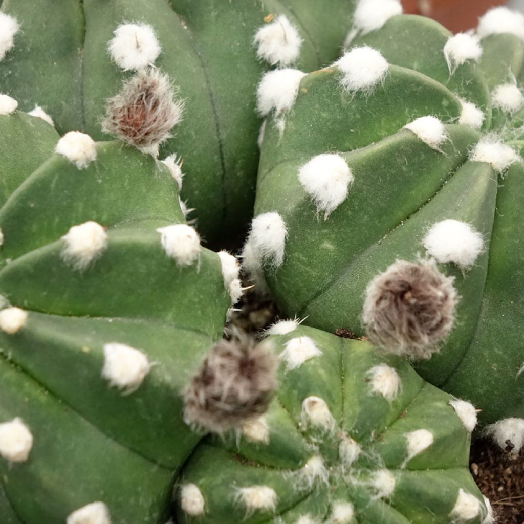 Pallokaktus - Echinopsis subdenudata