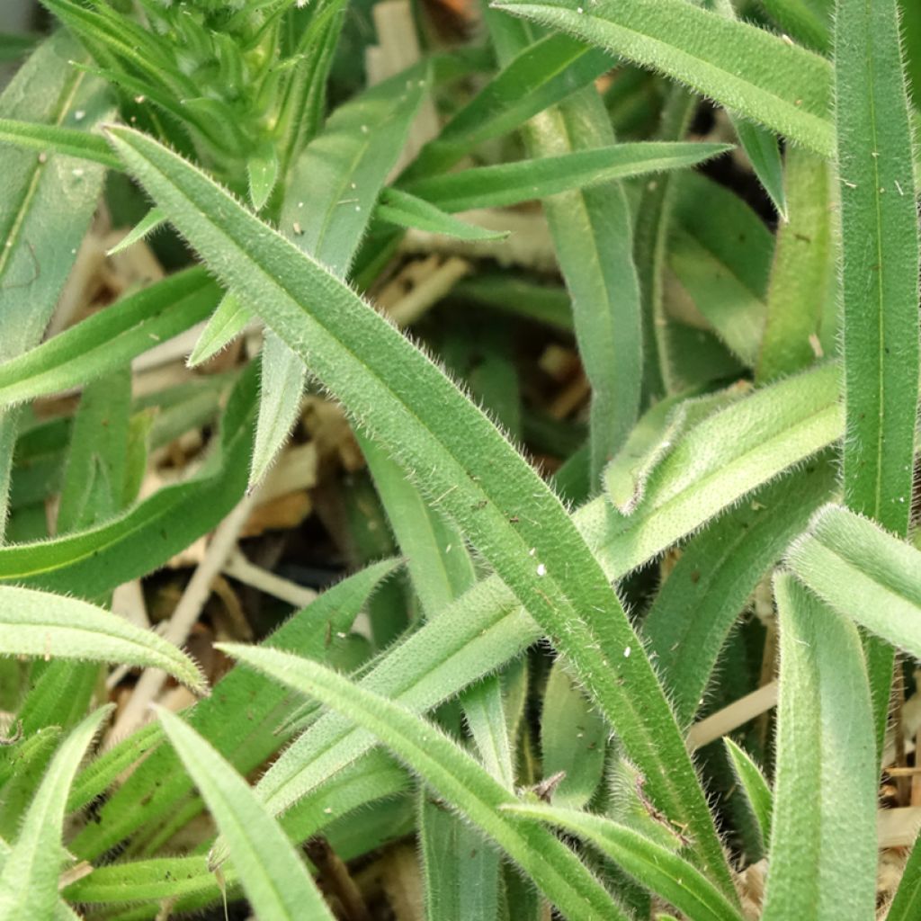Neidonkiele Red Fathers