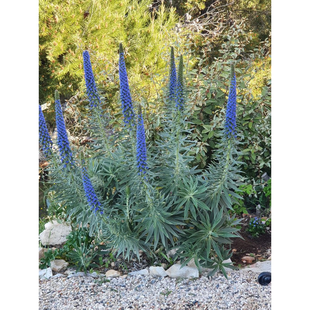 Harmaaneidonkieli - Echium candicans