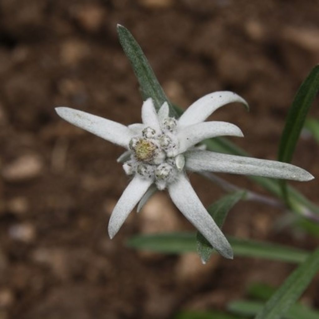 Euroopanalppitähti - Leontopodium alpinum