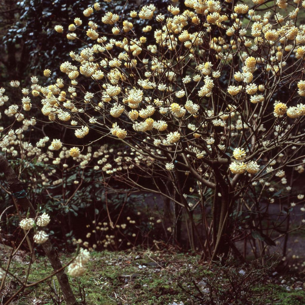 Edgeworthia chrysantha