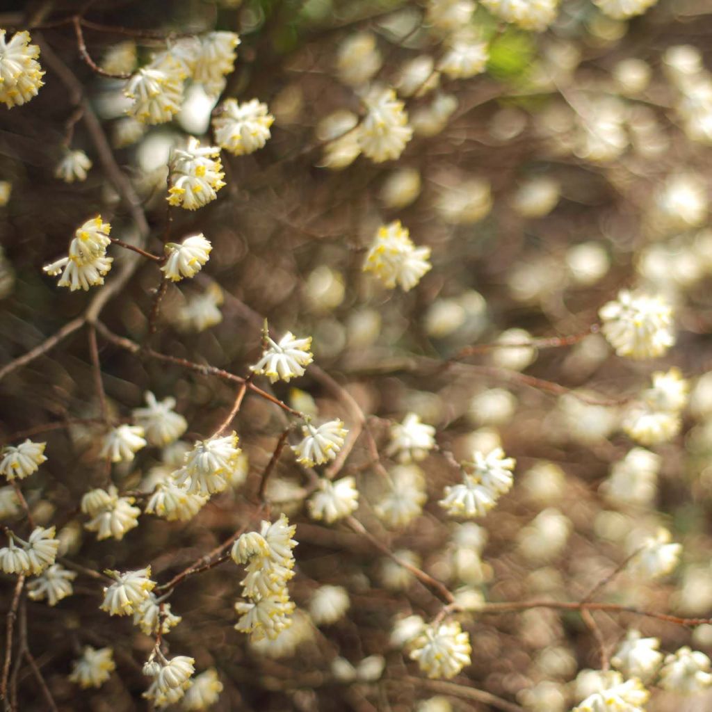 Edgeworthia chrysantha
