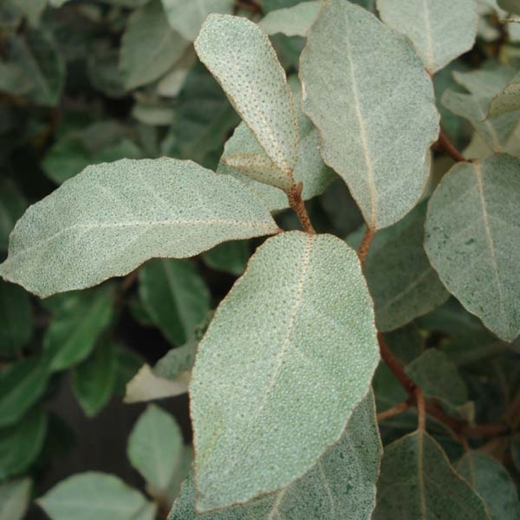 Hopeapensas - Elaeagnus ebbingei