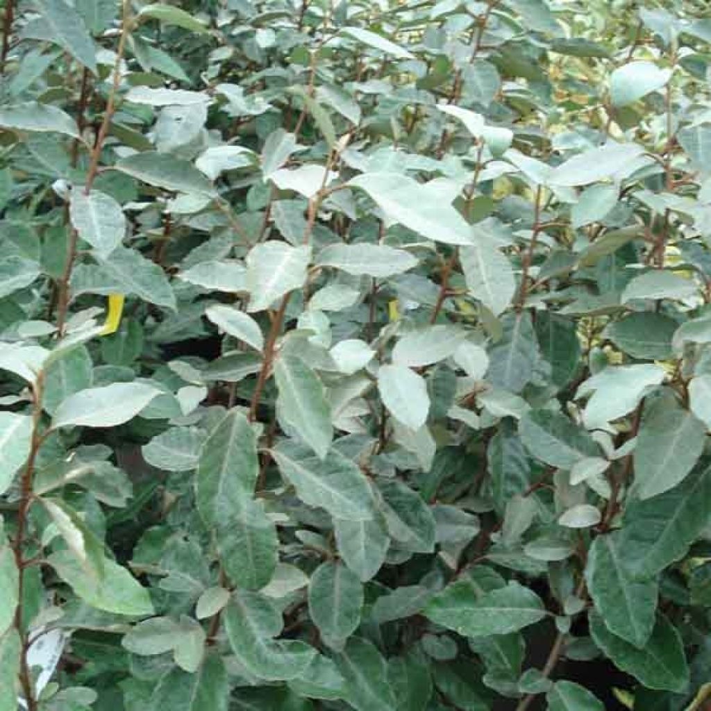 Hopeapensas - Elaeagnus ebbingei