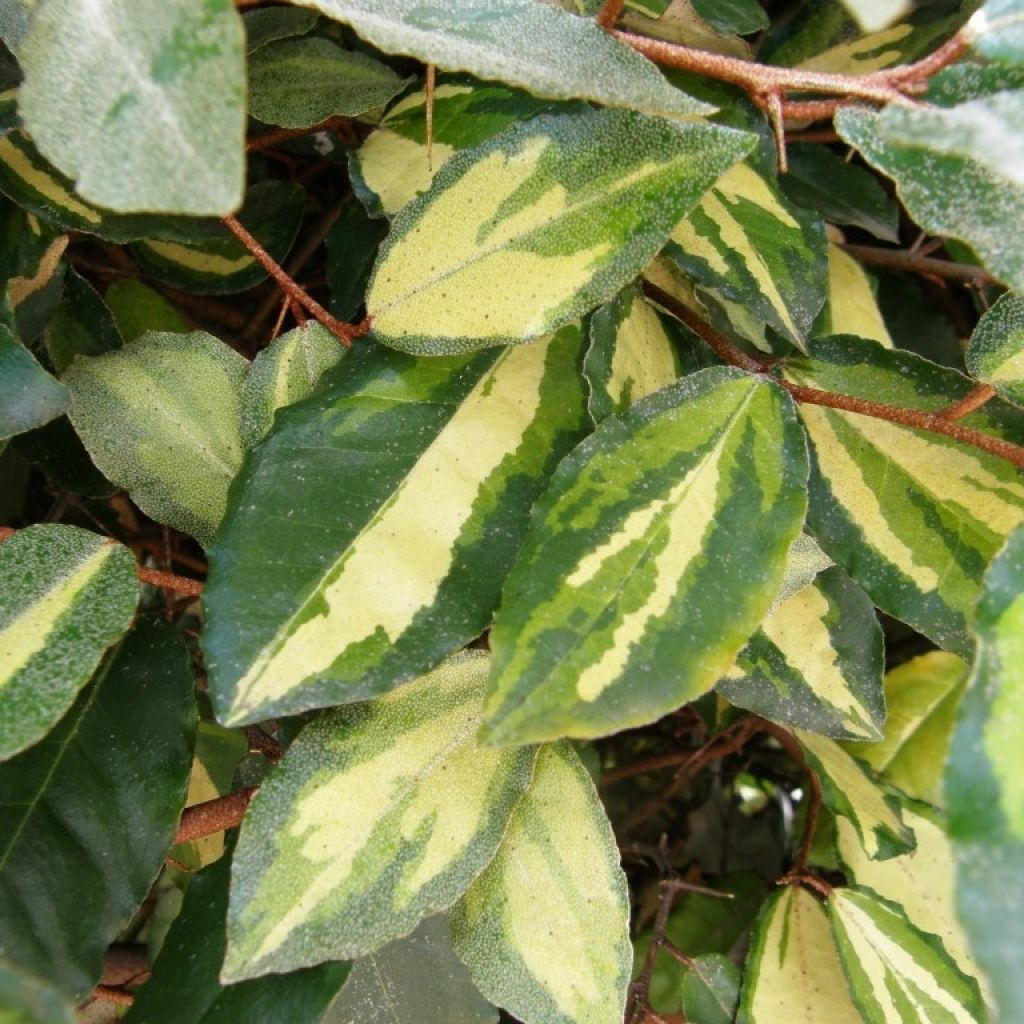 Poimukilsepensas Maculata
