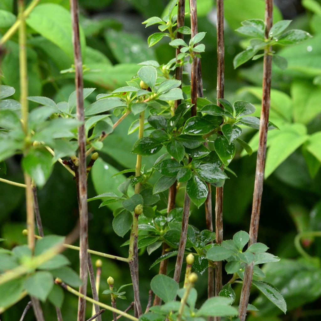 Kellopensas - Enkianthus campanulatus