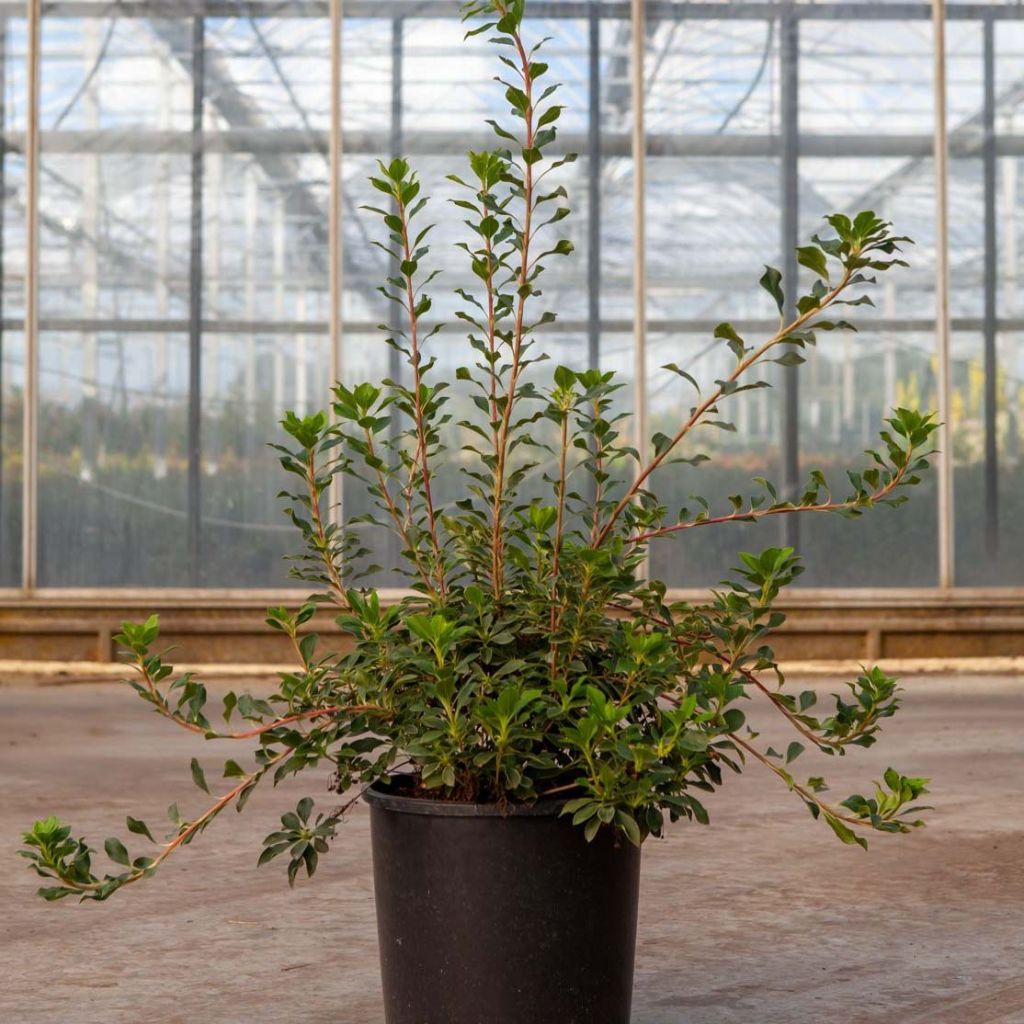 Kellopensas Prettycoat