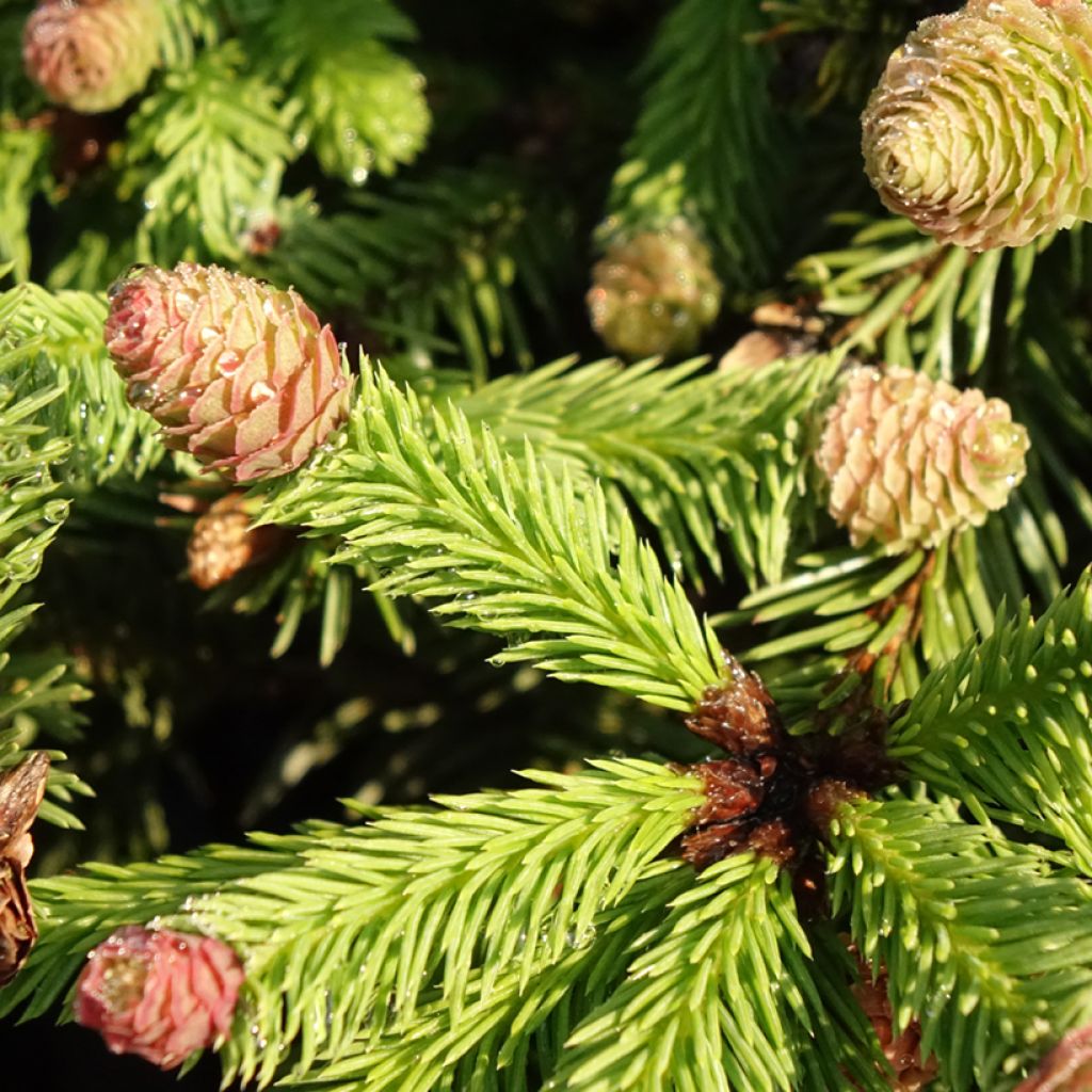 Metsäkuusi Pusch
