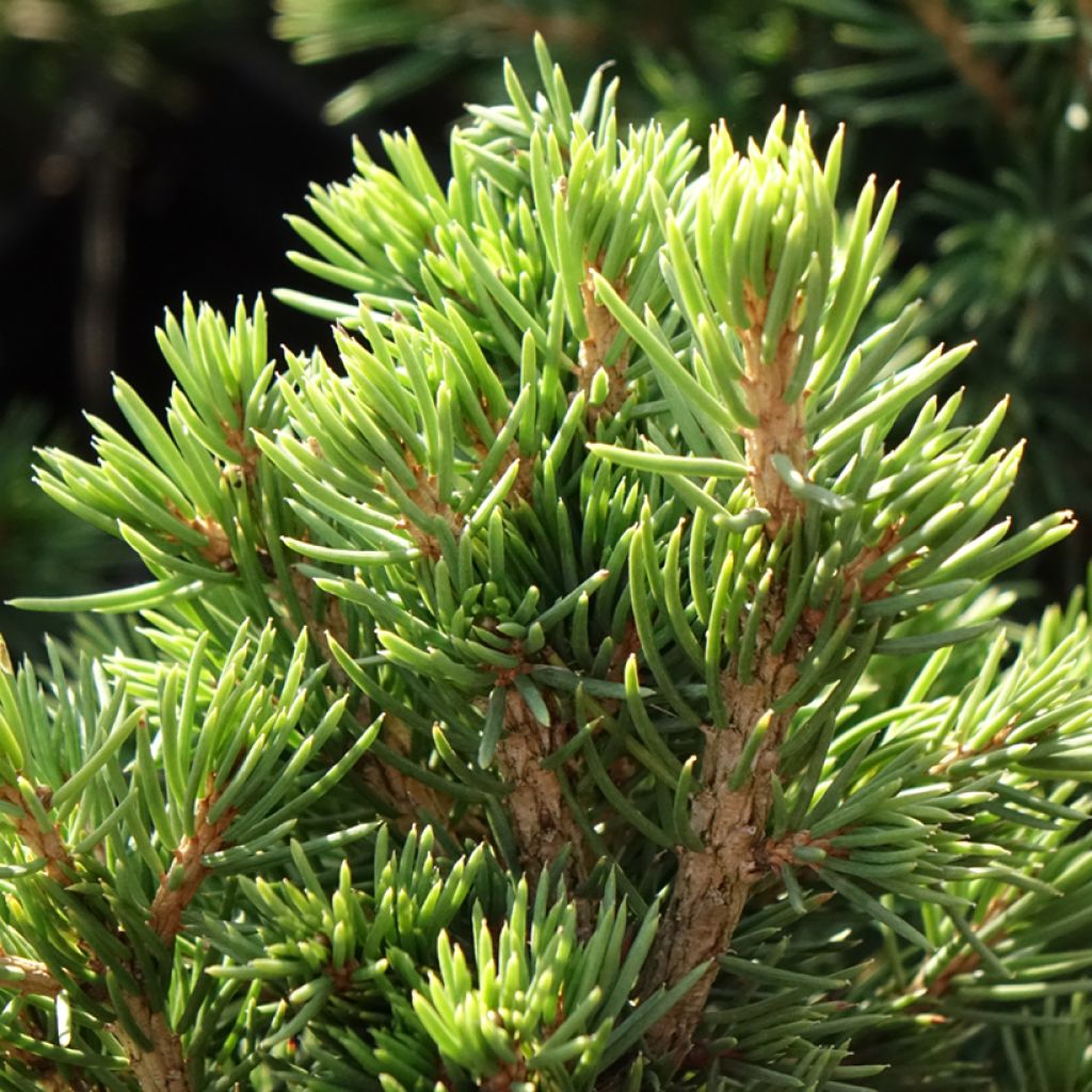 Metsäkuusi Tompa