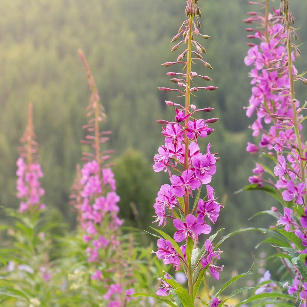 Maitohorsma - Epilobium angustifolium