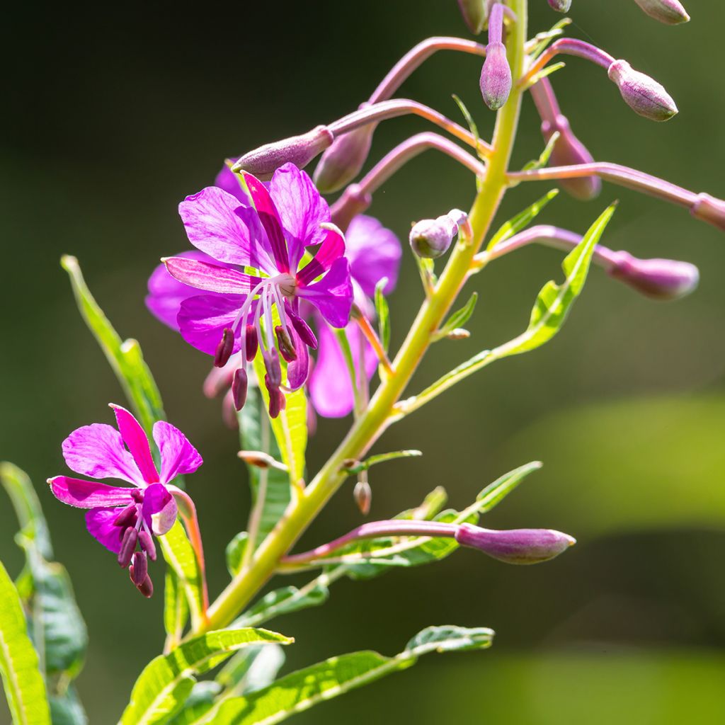 Maitohorsma - Epilobium angustifolium