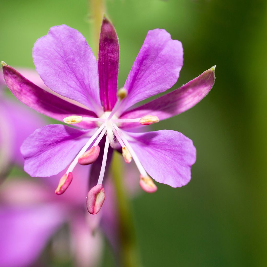 Maitohorsma - Epilobium angustifolium