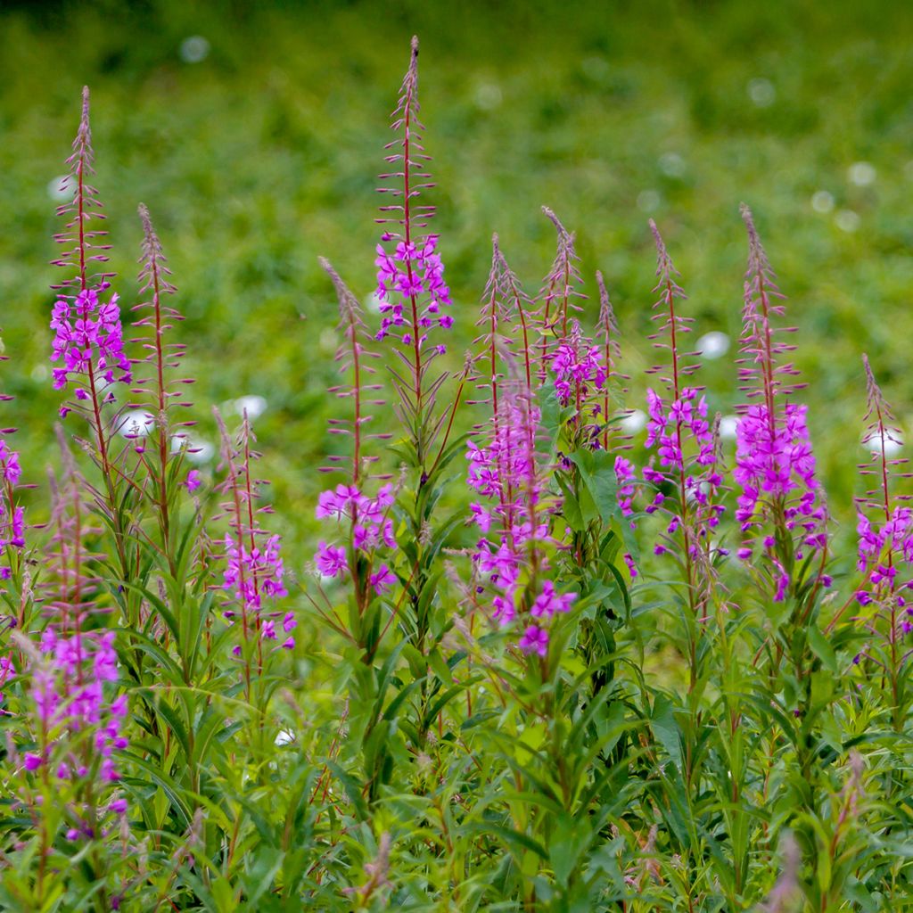Maitohorsma - Epilobium angustifolium