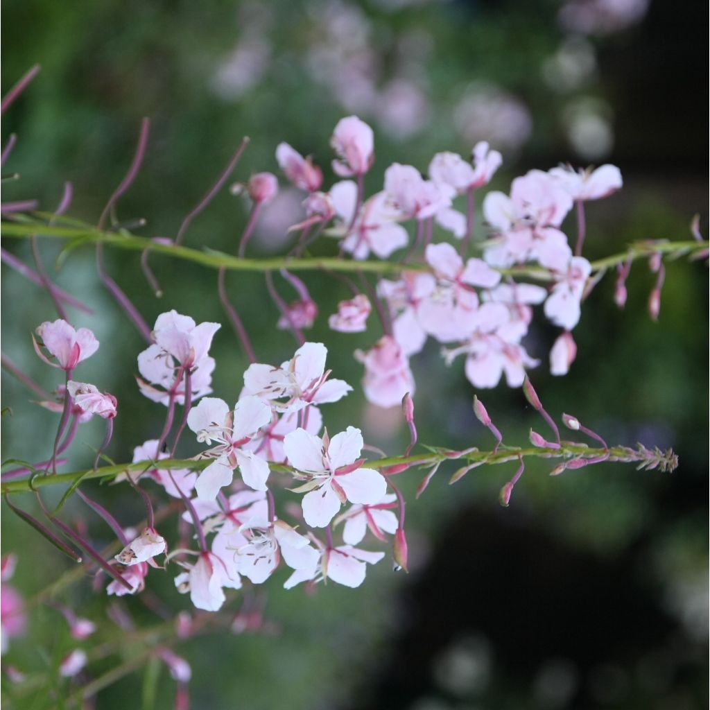 Maitohorsma Stahl Rose
