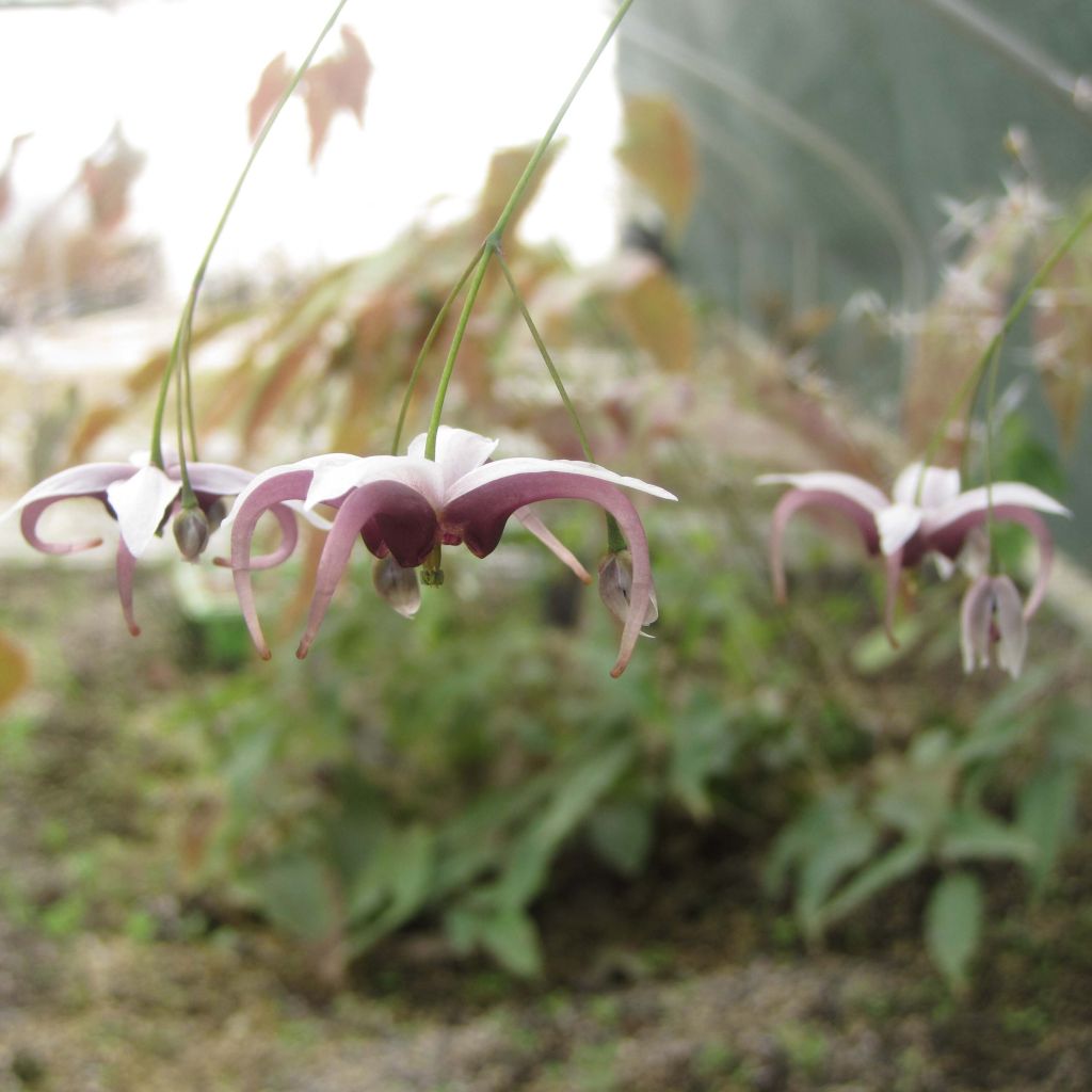Varjohiippa - Epimedium dolichostemon