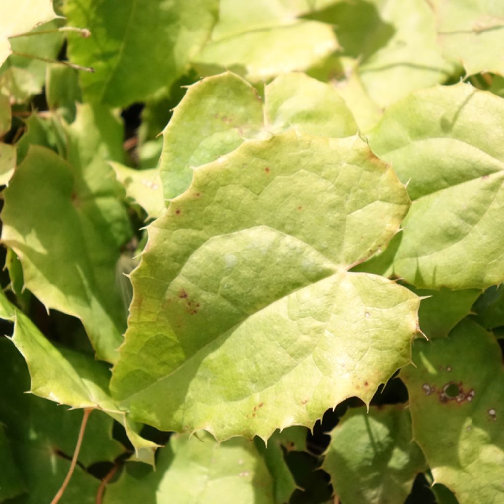 Varjohiippa - Epimedium rhizomatosum