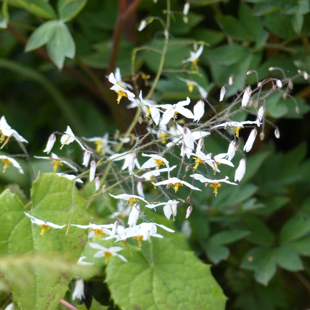 Varjohiippa Wudang Star