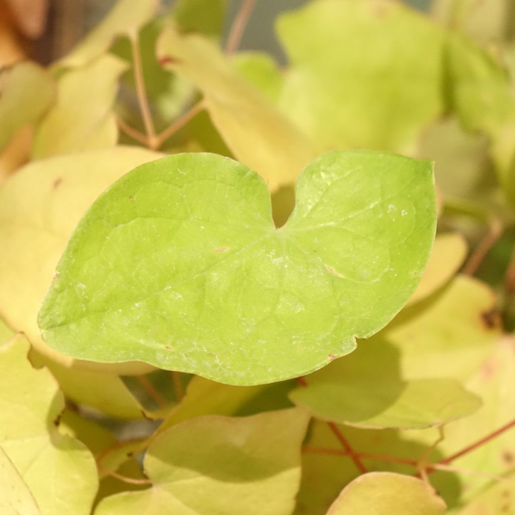 Valkovarjohiippa Yenomoto