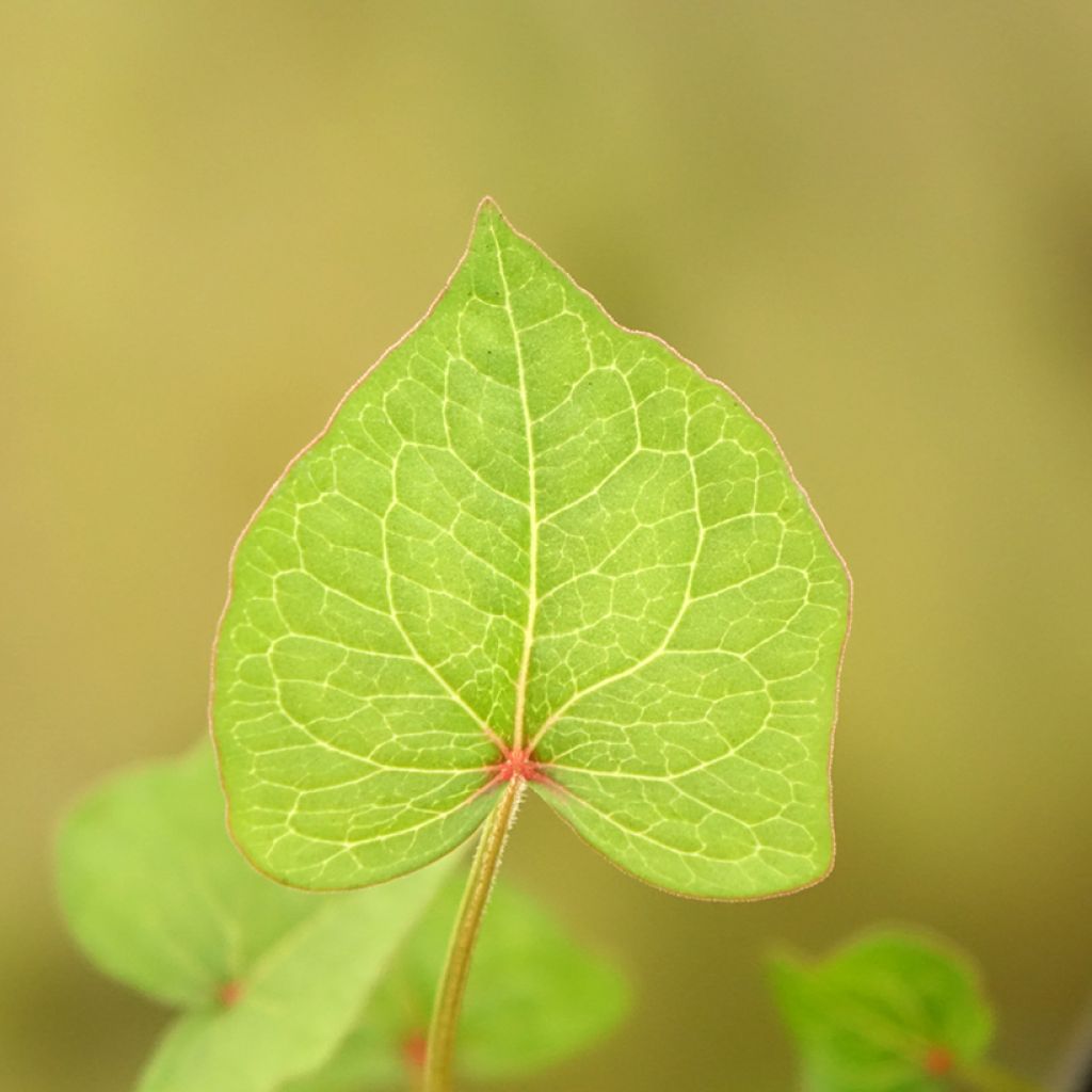 Tattari - Fagopyrum dibotrys