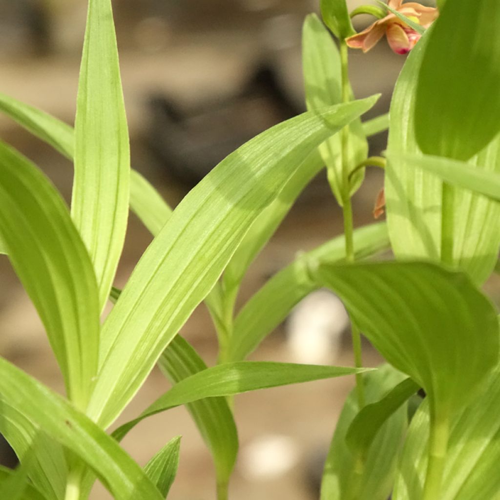 Neidonvaipa - Epipactis thunbergii gigantea