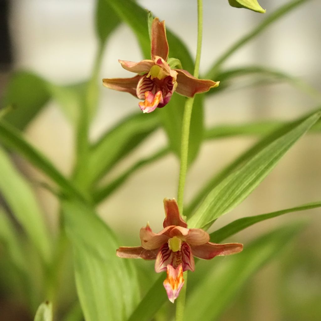 Neidonvaipa - Epipactis thunbergii gigantea