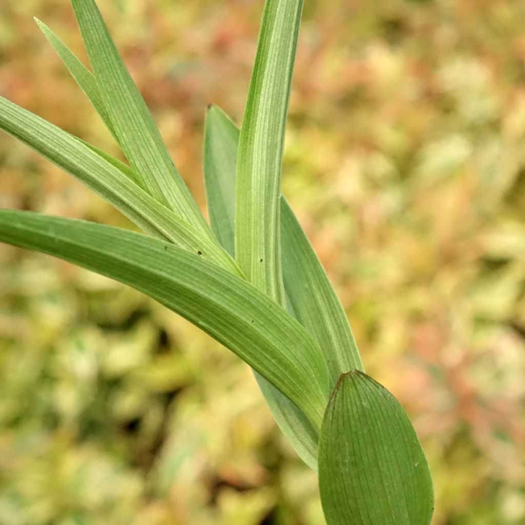 Neidonvaipa - Epipactis veratrifolia
