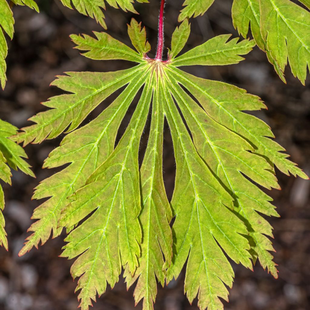 Hokkaidonvaahtera Aconitifolium