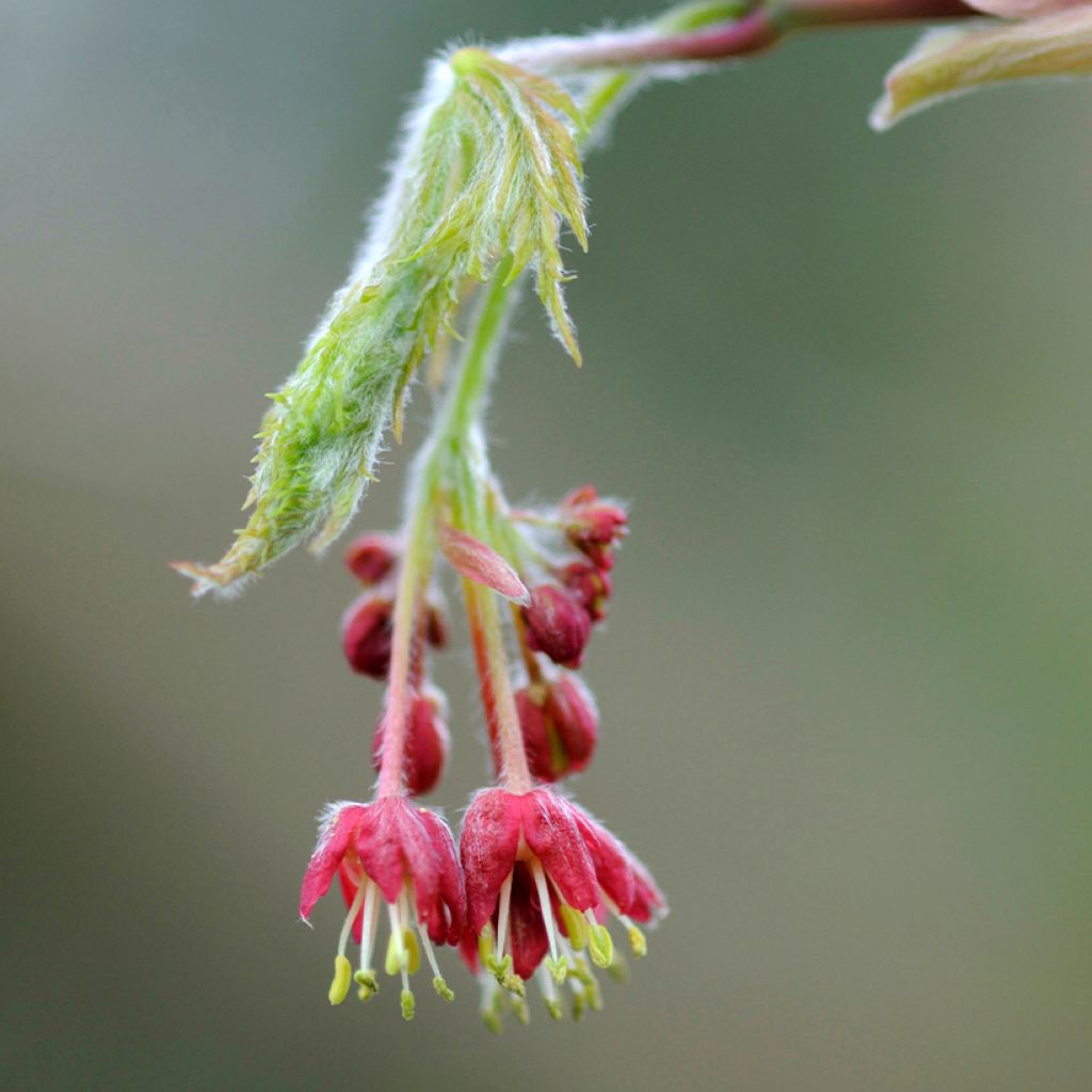Hokkaidonvaahtera Aconitifolium
