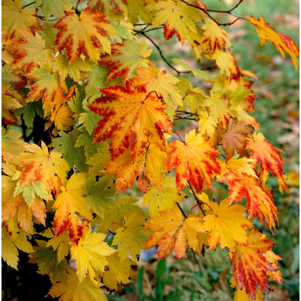 Hokkaidonvaahtera Vitifolium