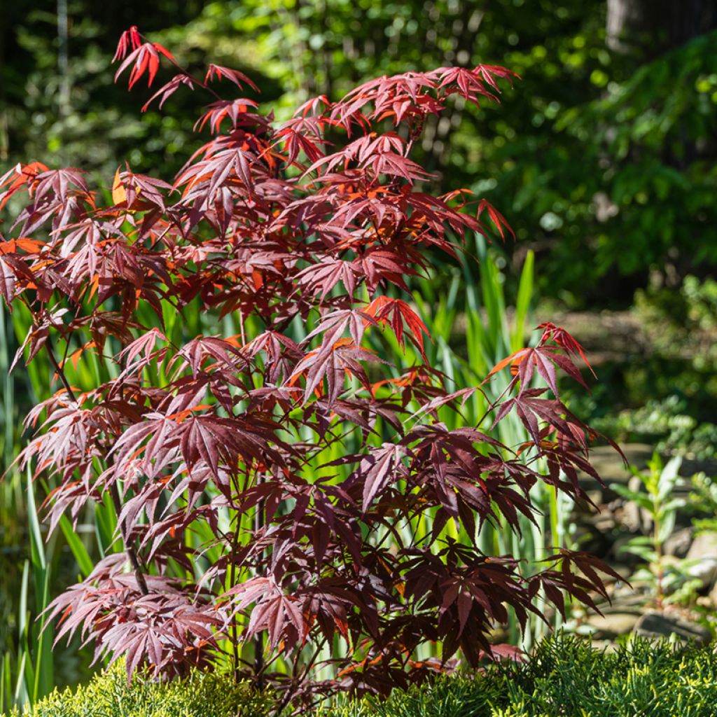 Verijapaninvaahtera Atropurpureum