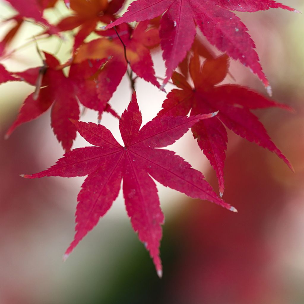 Verijapaninvaahtera Atropurpureum