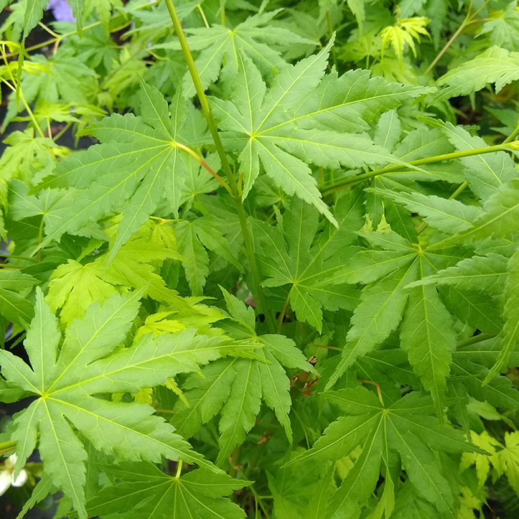 Japaninvaahtera Going Green