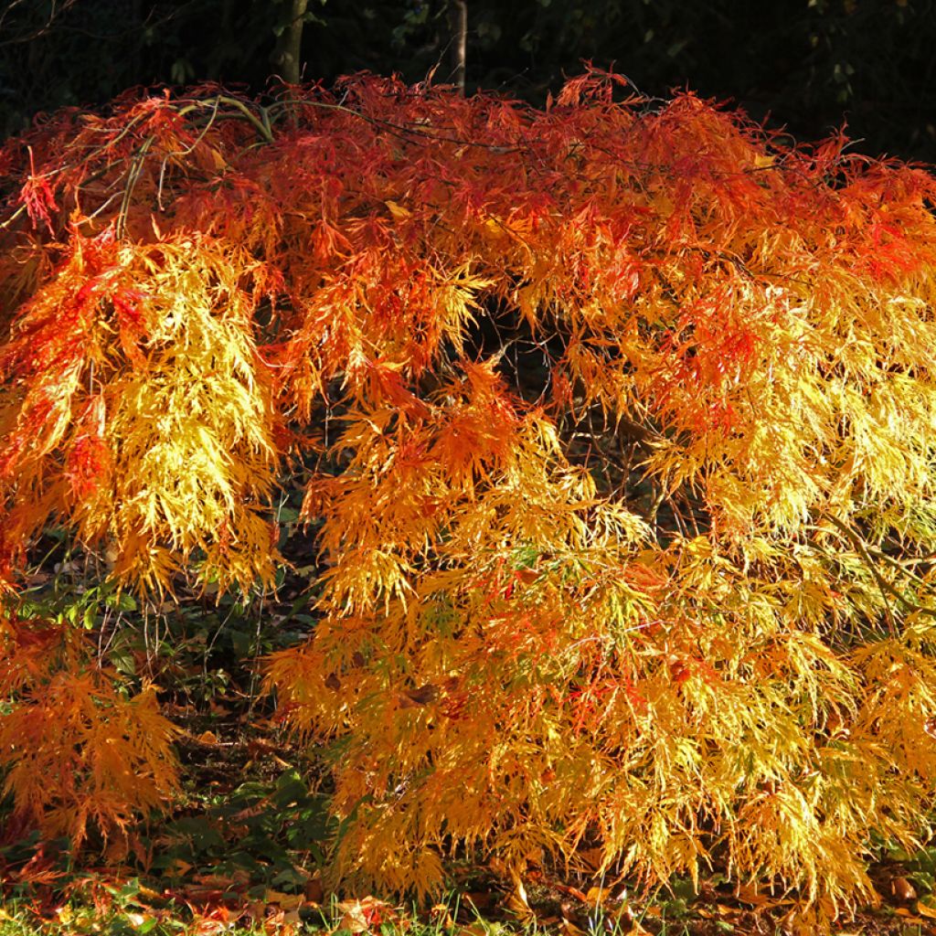 Japaninvaahtera Orange Flame
