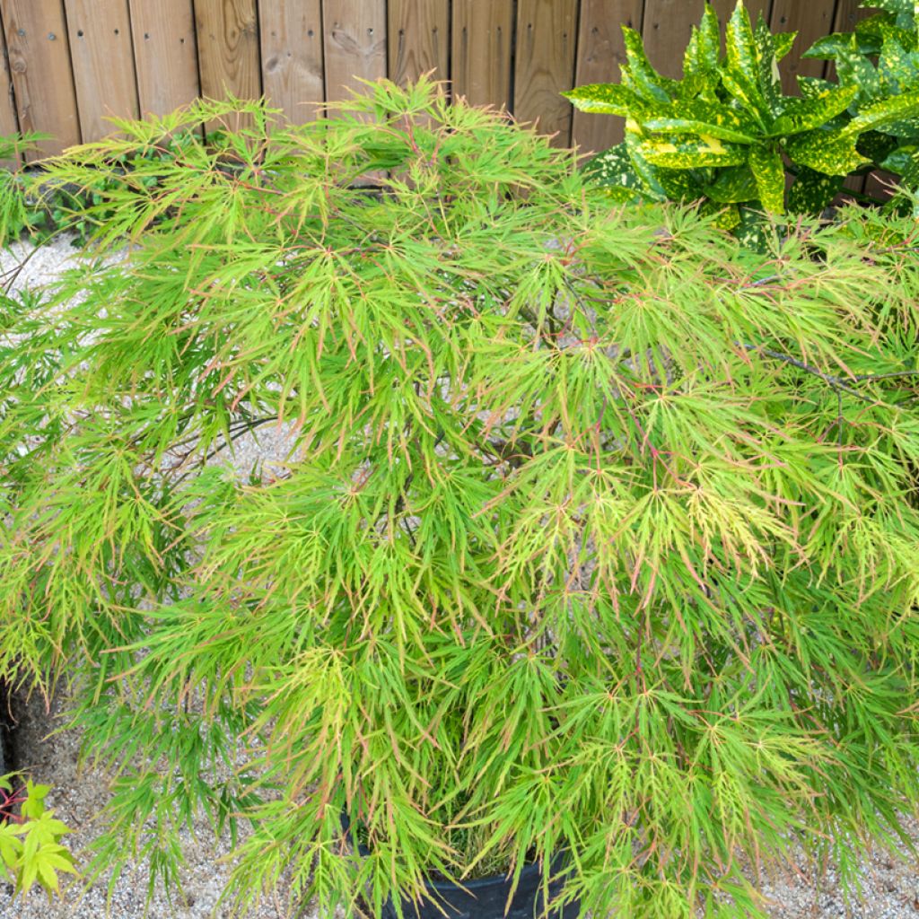 Japaninvaahtera Seiryu