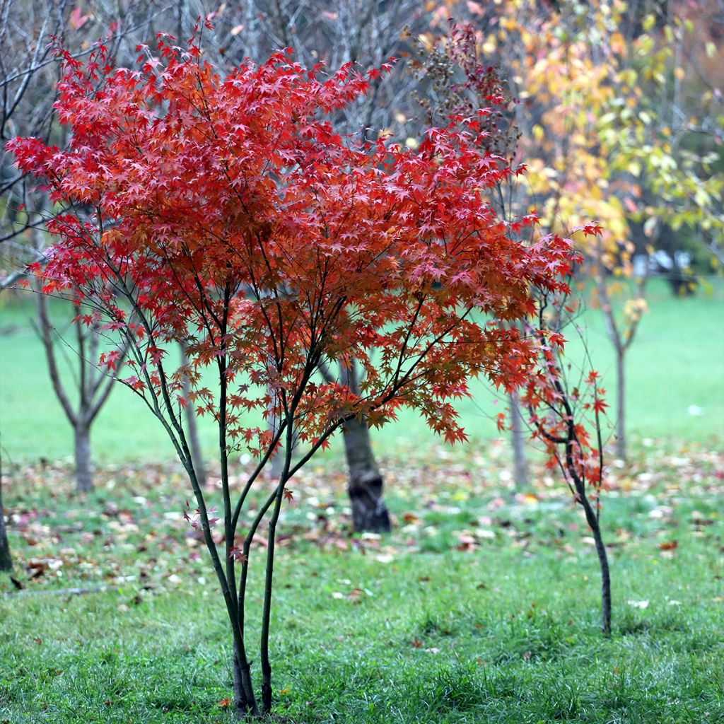 Japaninvaahtera - Acer palmatum