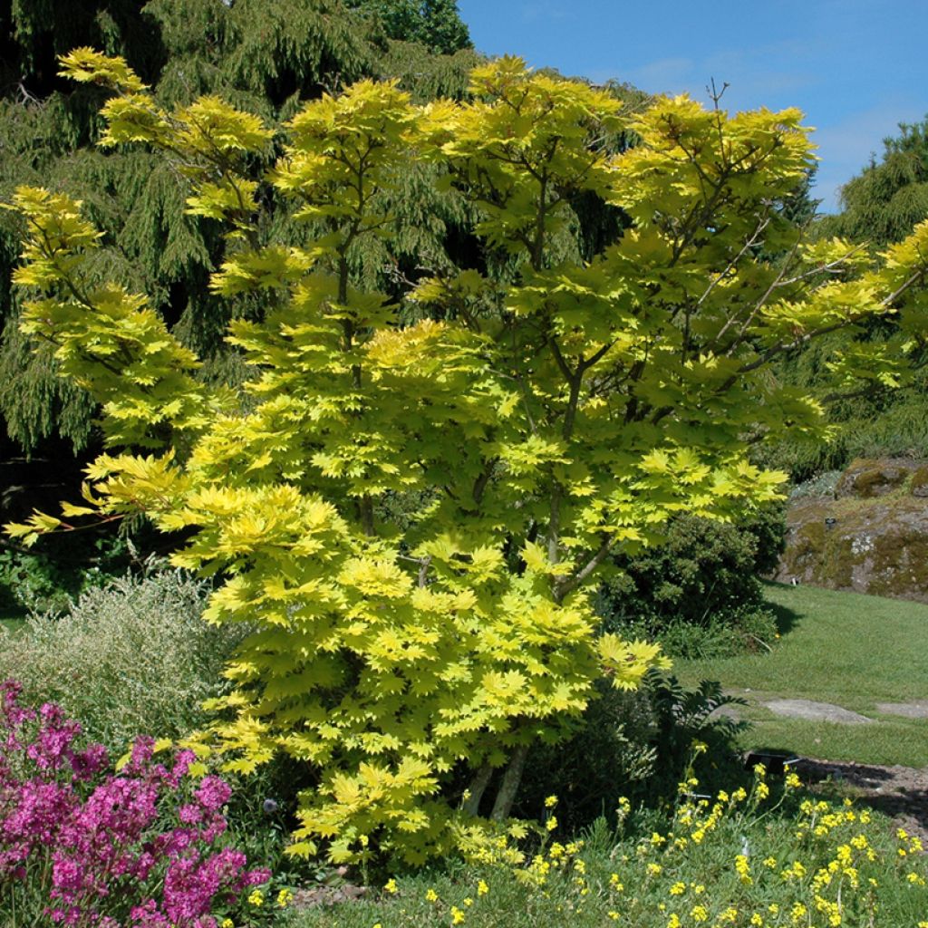 Hondonvaahtera Aureum