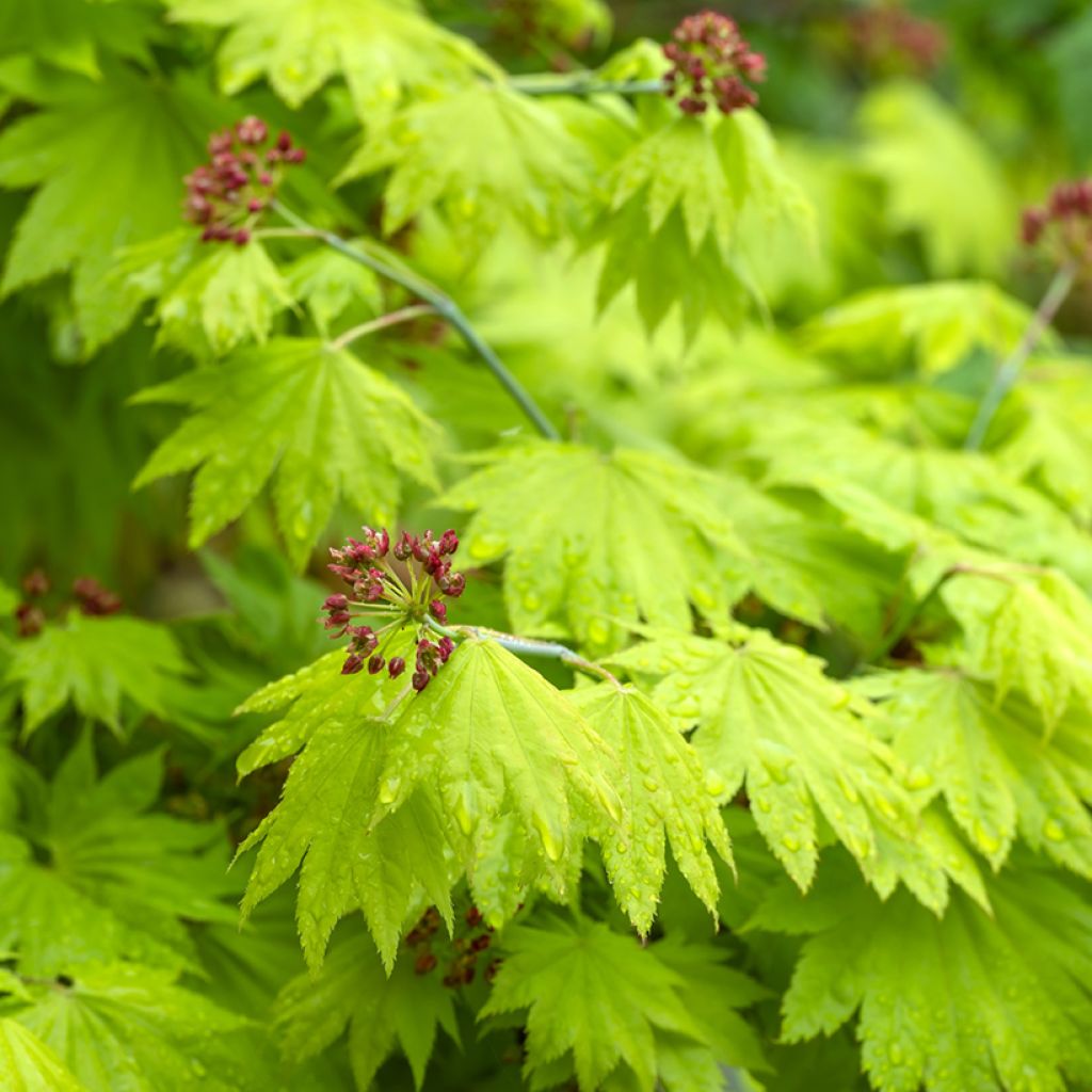 Hondonvaahtera Aureum