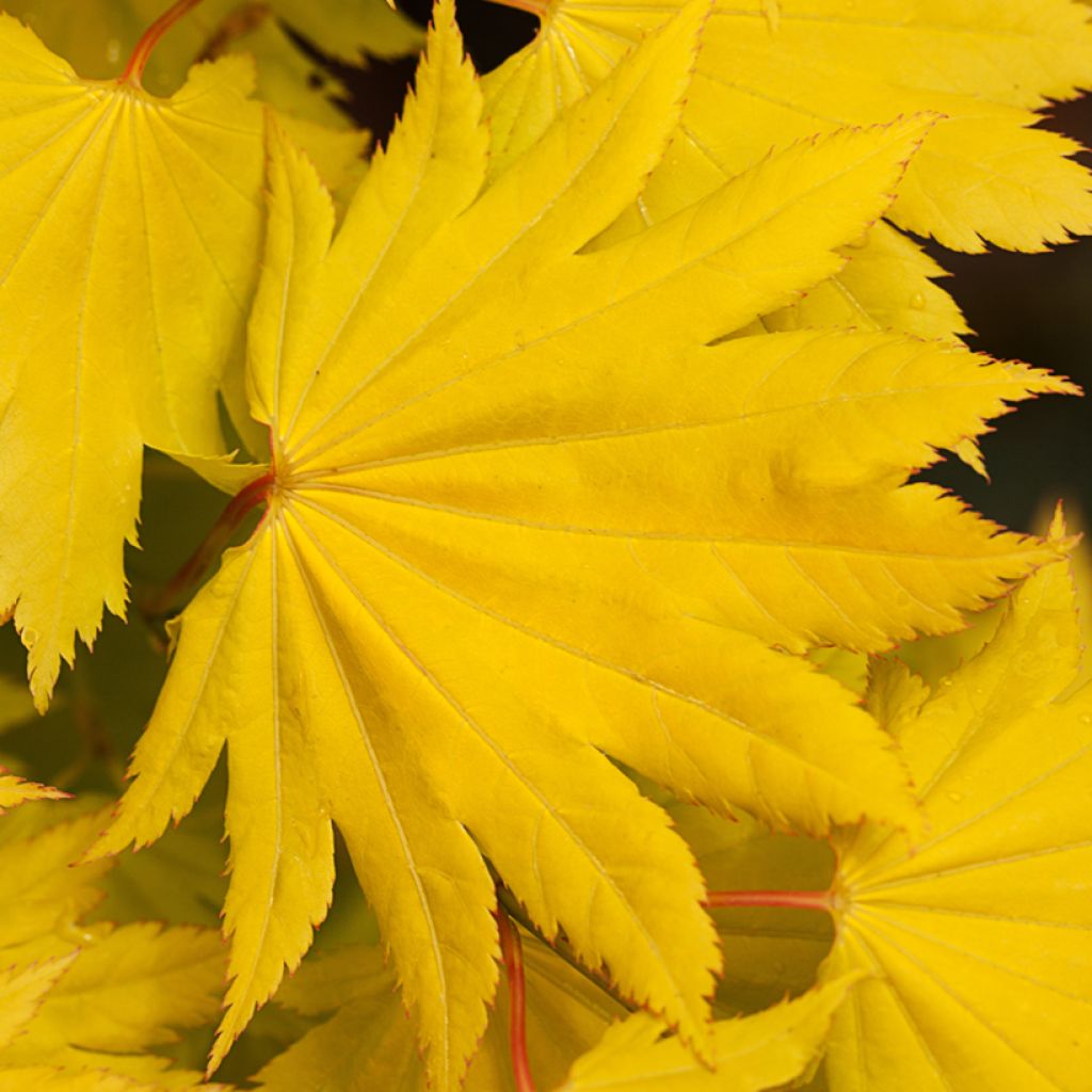 Hondonvaahtera Aureum
