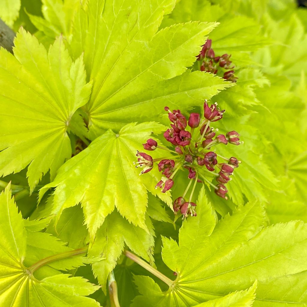 Hondonvaahtera Aureum