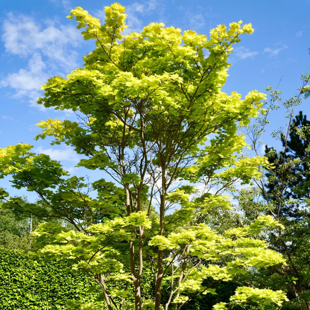 Hondonvaahtera Aureum
